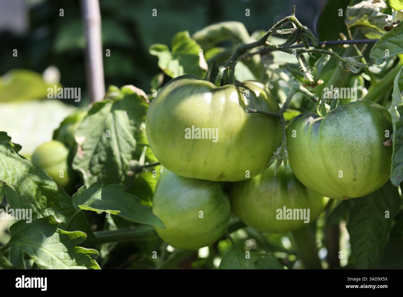 Pomodoro grande e non maturo di fronte a un lussureggiante giardino defocalizzato. Molti pomodori verdi su rami o ramoscelli. Giardino estivo sullo sfondo. Pianta di pomodoro Cherokee. Selez Foto Stock