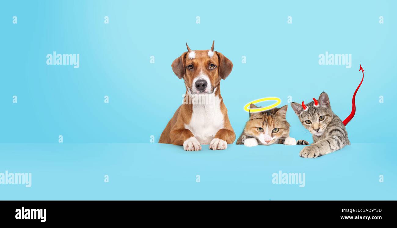 Gatti e cani come angolazioni e demoni davanti a sfondo colorato. Simpatico gruppo di animali domestici vestiti con corna, coda e alone. Concetto per sciocca persona animale Foto Stock