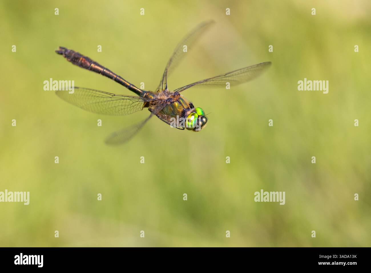 La libellula smeraldo in volo, Kent, Inghilterra, Regno Unito Foto Stock