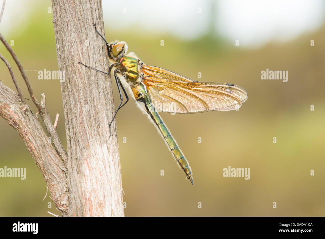 La mosca di smeraldo, che si asciuga ed espande le sue nuove ali, dopo essersi muta da adulto. Foto Stock
