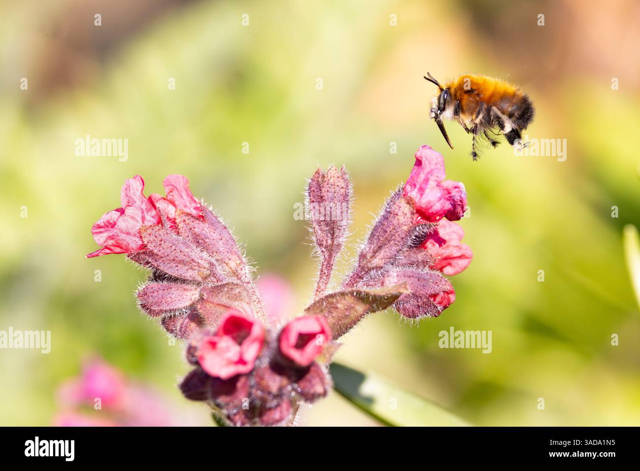 Maschio di api con i piedi pelosi che sorvola dal fiore di erba del lungago, primavera. Foto Stock