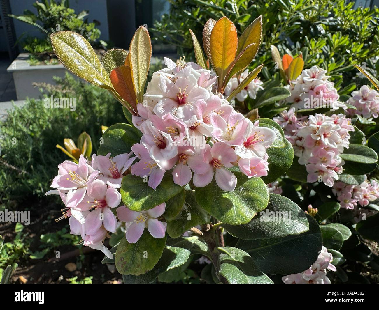 Tessera con arbusto di biancospino indiano in fiore con delicati fiori rosa Foto Stock