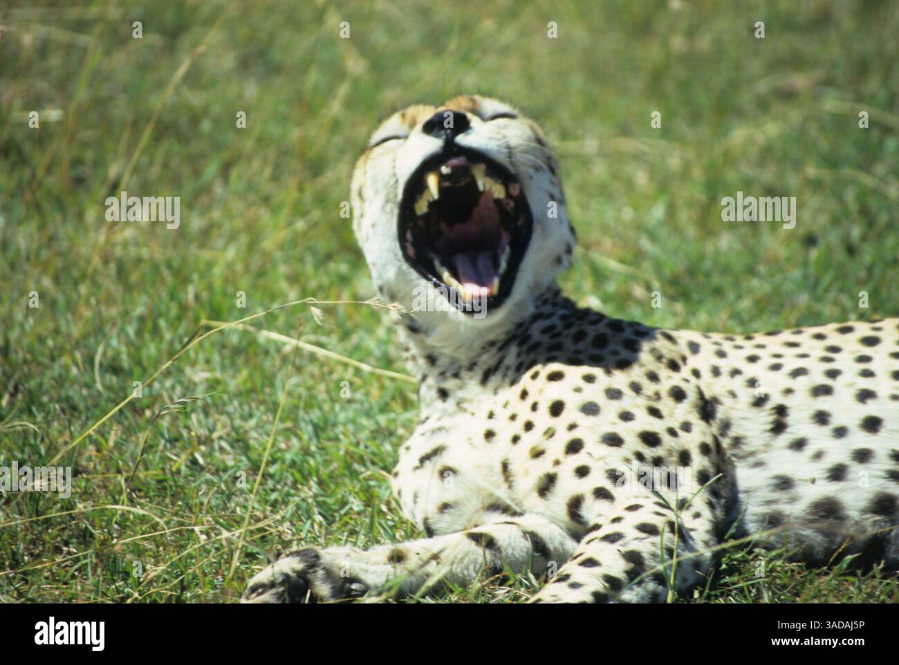 15 giugno 1997 - Masai Mara, Kenya - Sbadigliante Cheetah - il ghepardo riposante ha un grande sbadiglio che espone i suoi denti affilati mentre nuota sulle pianure del Parco Nazionale di Masai Mara (immagine di credito: Serac Adventure Films/ZUMAPRESS.com) Foto Stock