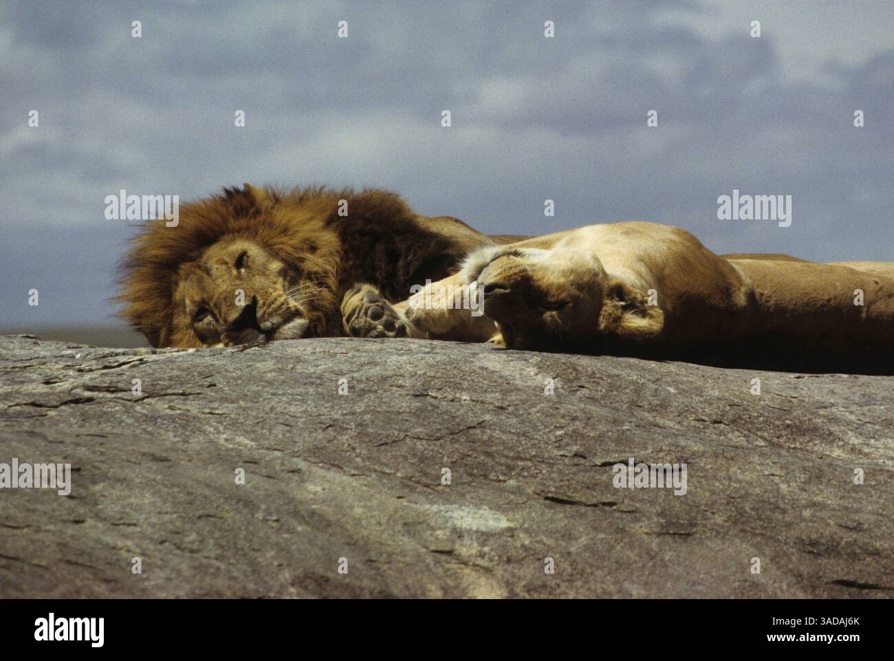 15 giugno 1997 - Masai Mara, Kenya - leoni pigri del Serengeti - leoni che prendono il sole su una grande roccia tra gli edifici migratori di GNU (Credit Image: Serac Adventure Films/ZUMAPRESS.com) Foto Stock