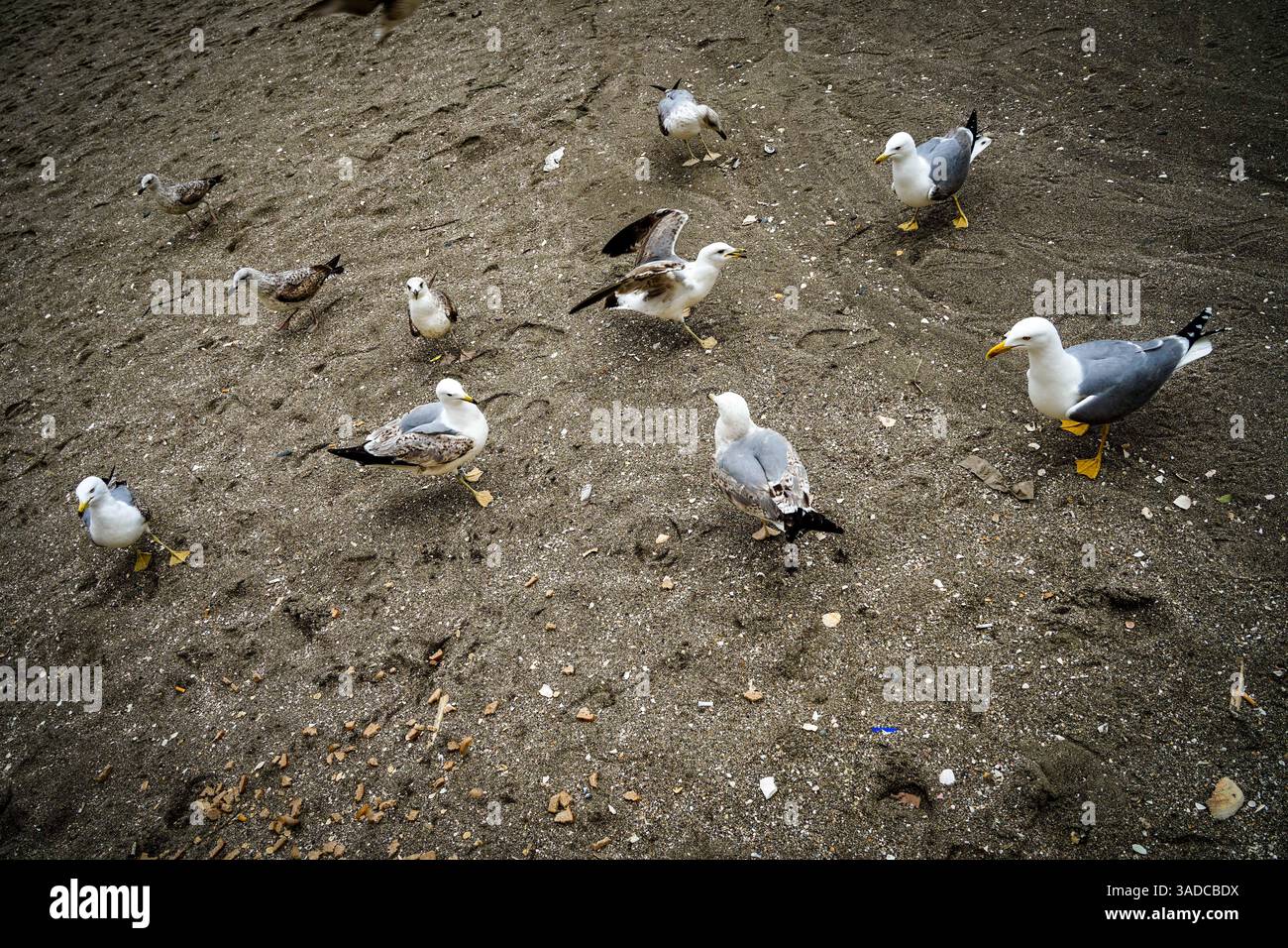 Malaga, Andalusia, Costa de Sol, Spagna. Gabbiani sul lungomare della spiaggia di Malagueta. 12 marzo 2025 Foto Stock