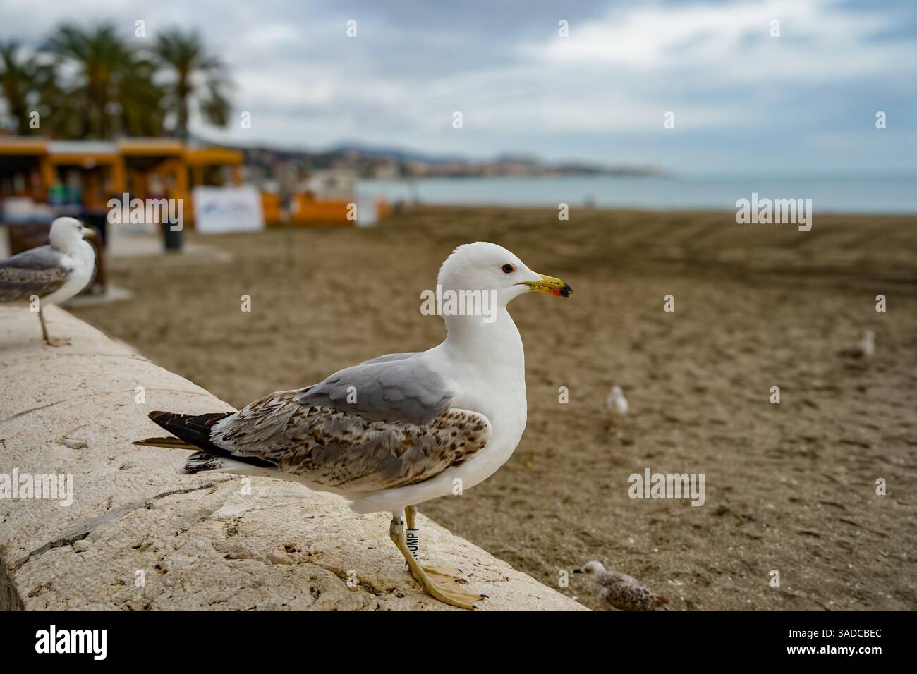 Malaga, Andalusia, Costa de Sol, Spagna. Gabbiani sul lungomare della spiaggia di Malagueta. 12 marzo 2025 Foto Stock
