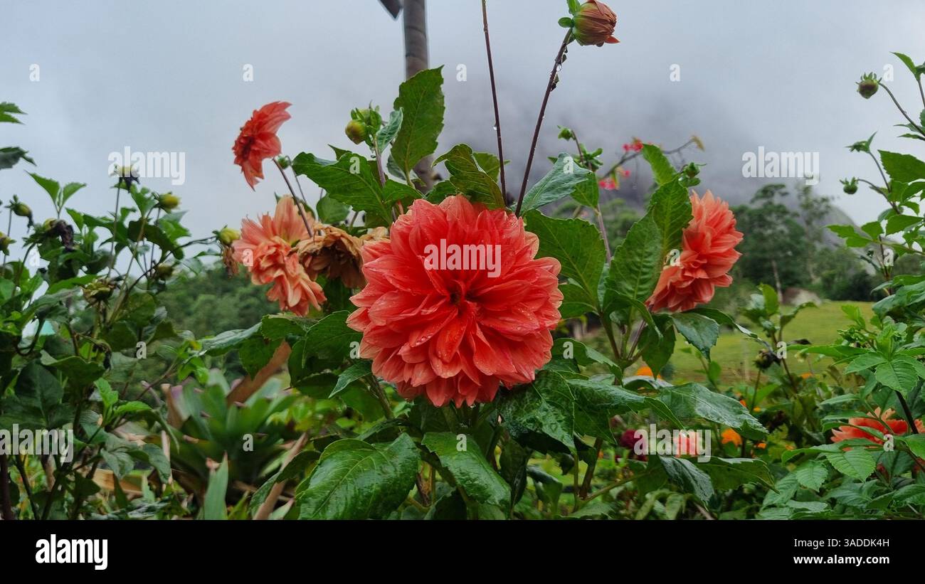 Una vivace fotografia ravvicinata di un dahlia arancione-corallo in piena fioritura, che risplende di gocce di pioggia fresche. Foto Stock