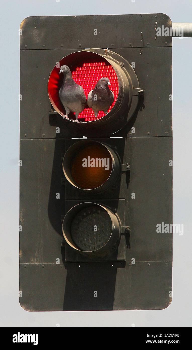 Casey Christie / The Californian. I piccioni di Dualing controllano se la costa è libera durante il semaforo rosso di questo semaforo su South Chester Avenue e Ming Avenue Tuesday. (Immagine di credito: The Bakersfield Californian/ZUMAPRESS.com) Foto Stock