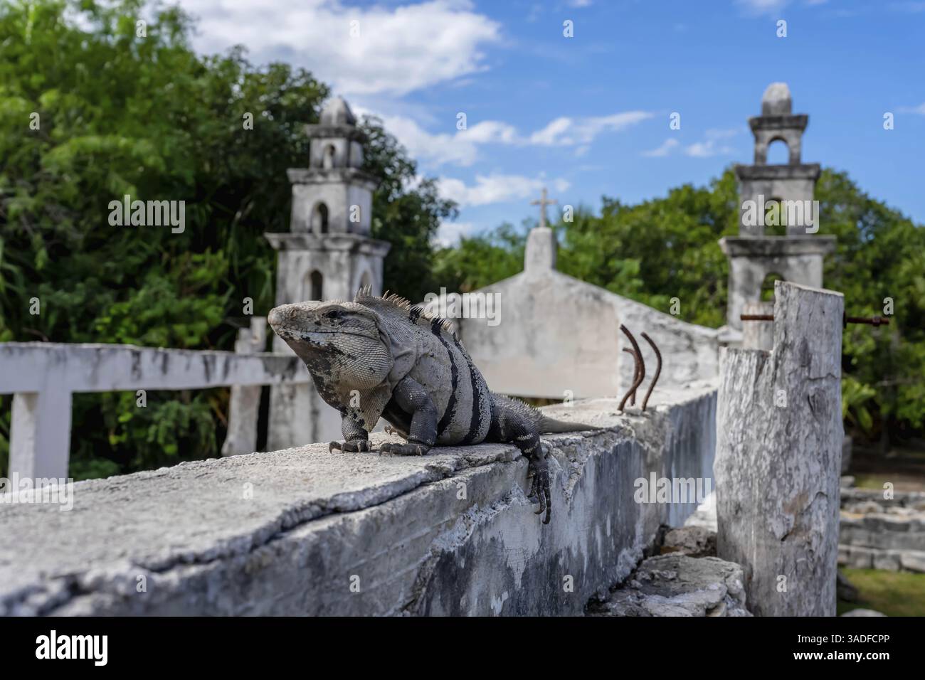 Iguana in cima alle rovine Maya di Yucatan, Messico. Scaglie luccicanti assorbono il sole di maggio, antiche pietre risuonano la sua maestosità silenziosa. La natura e la storia si intrecciano Foto Stock