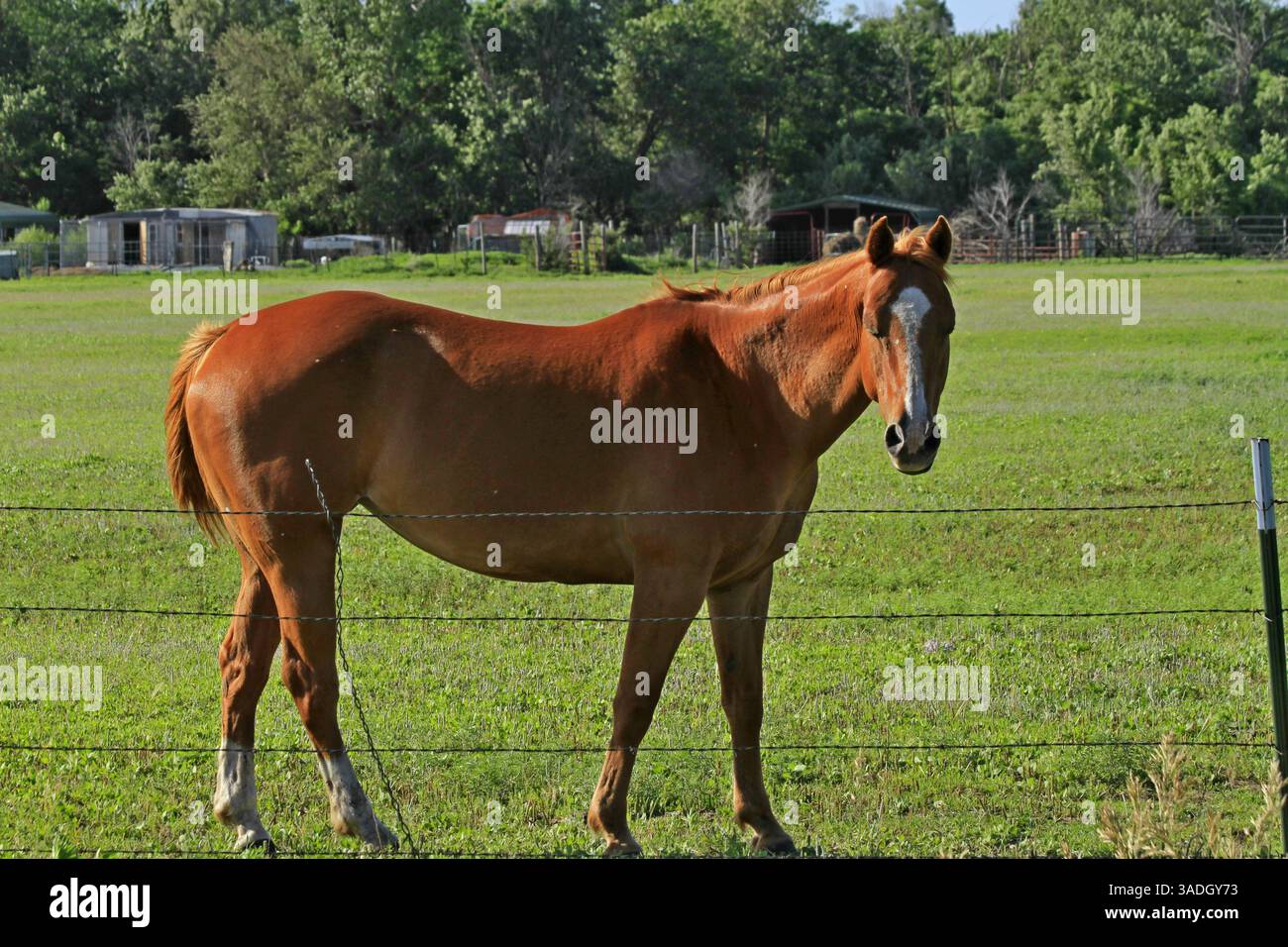 Primo piano di un cavallo rosso e bianco in un pascolo con erba verde Foto Stock