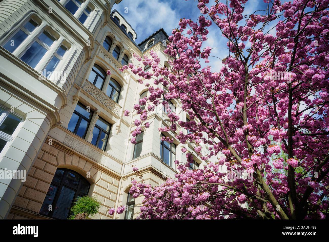 ciliegio fiorito con fiori rosa di fronte agli affascinanti edifici antichi nel quartiere belga di colonia Foto Stock