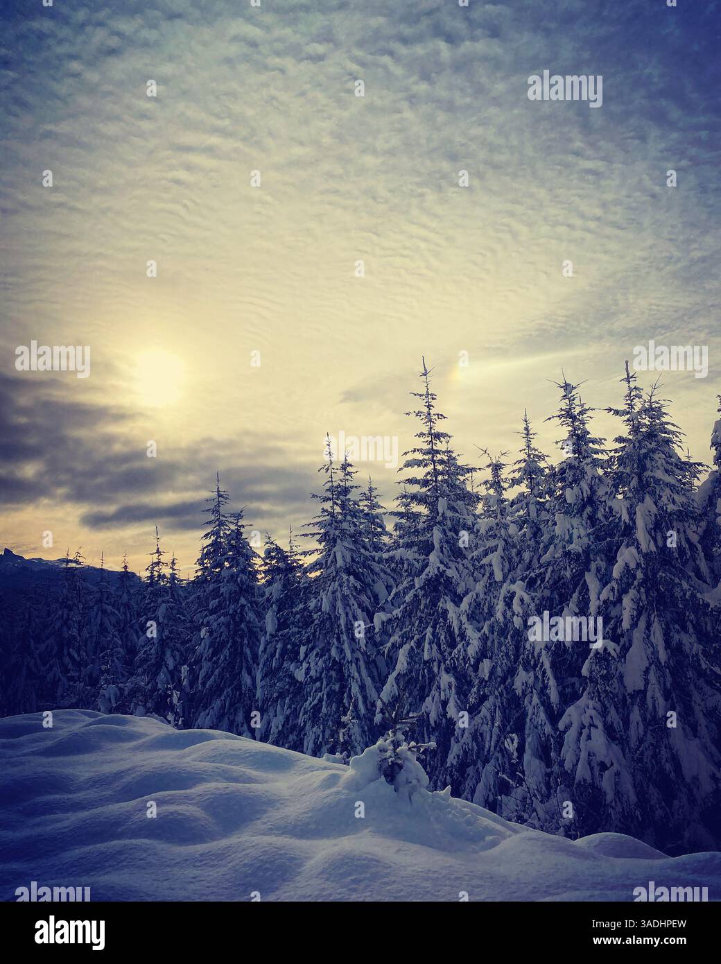 Alberi innevati sotto il cielo nuvoloso - Immagine stock catturata con smartphone