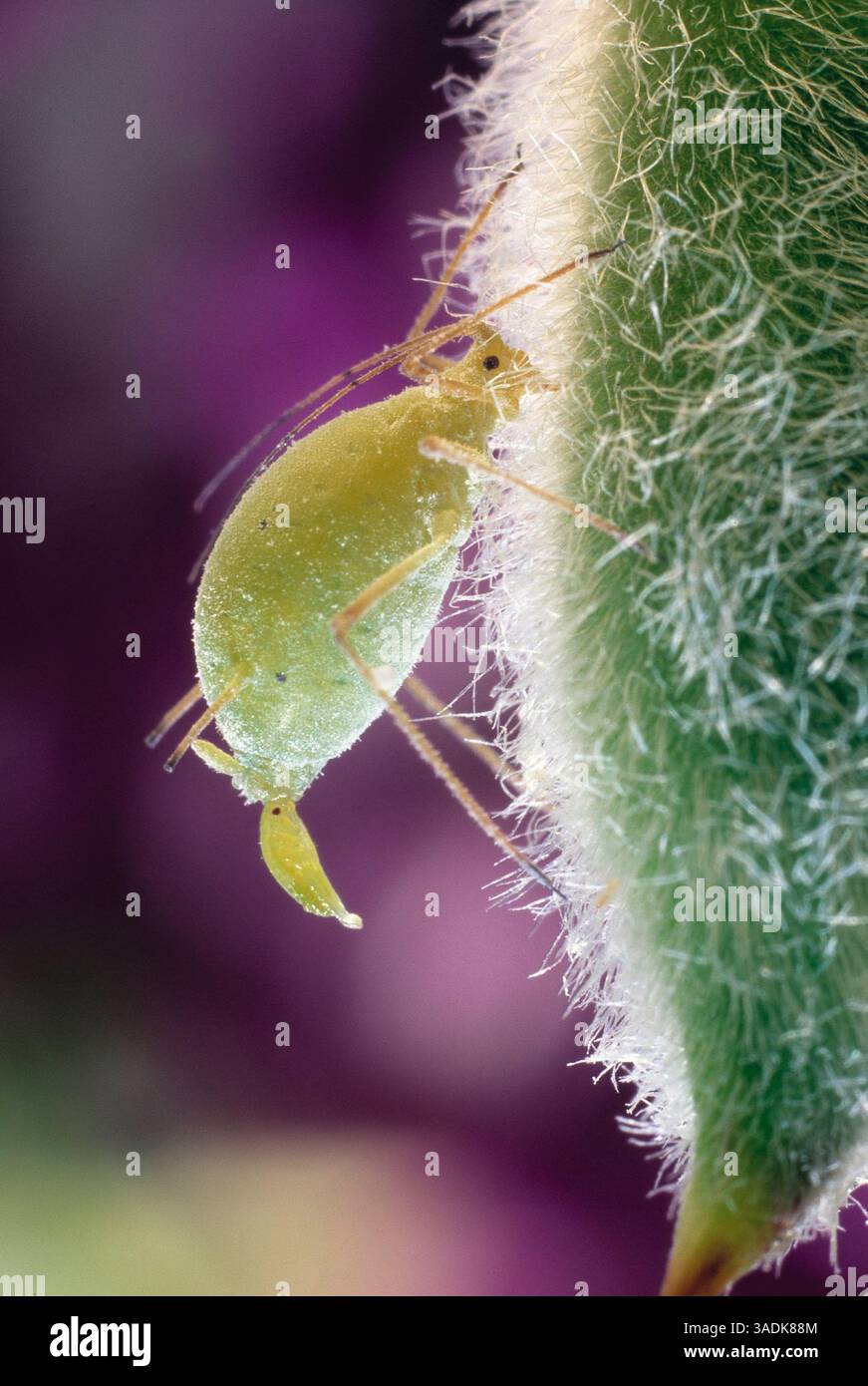 LUPINE APHID Macrosiphum albifrons che dà alla luce la giovane Scozia partenogenetica (Credit Image: Evolve/Photoshot/ZUMAPRESS.com) Foto Stock