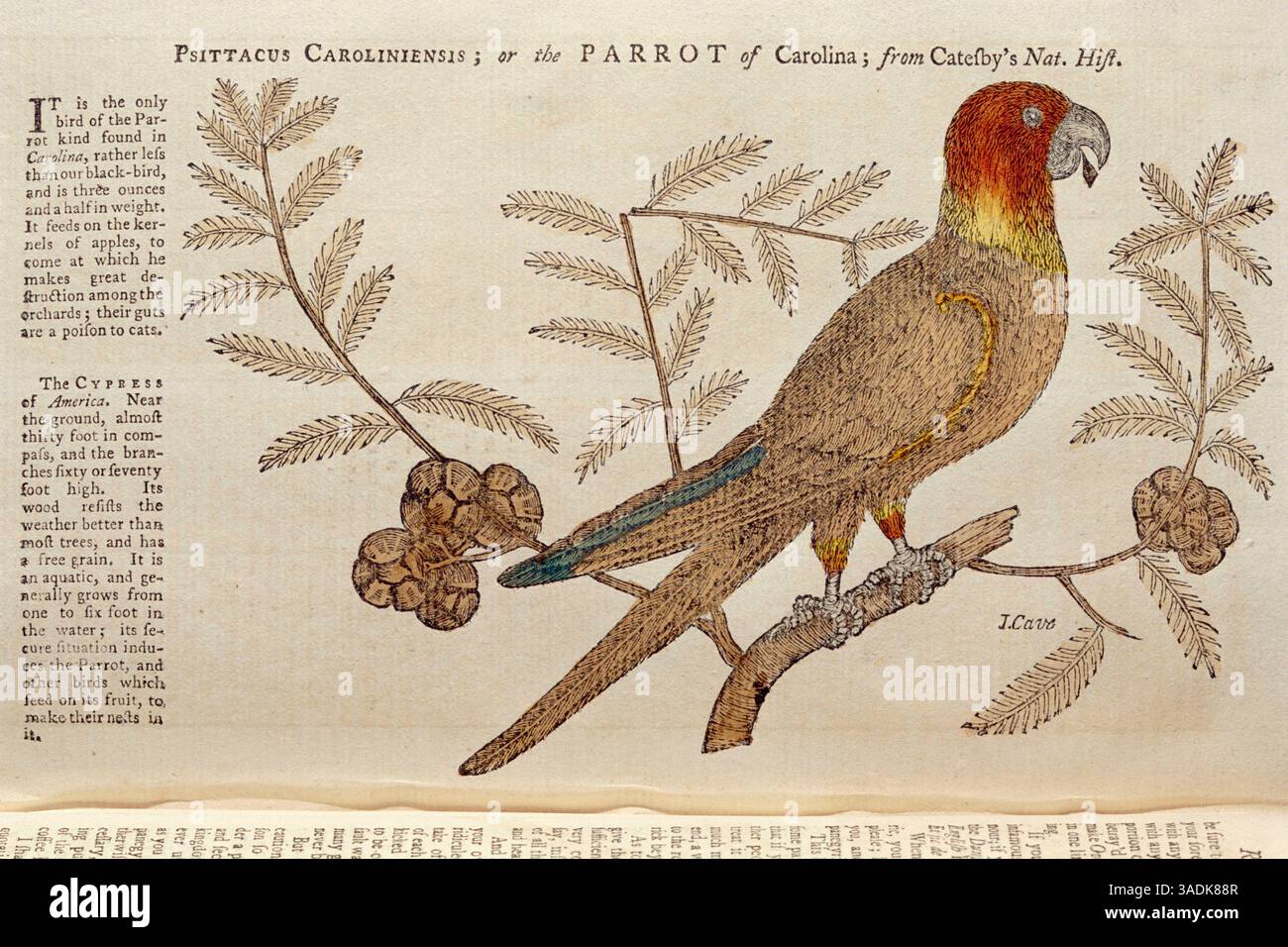 CAROLINA PARAKEET o CONURE Conuropsis carolinensis si estinse nel 1914. Bookplate of 1752 After Mark Catesby (immagine di credito: Evolve/Photoshot/ZUMAPRESS.com) Foto Stock