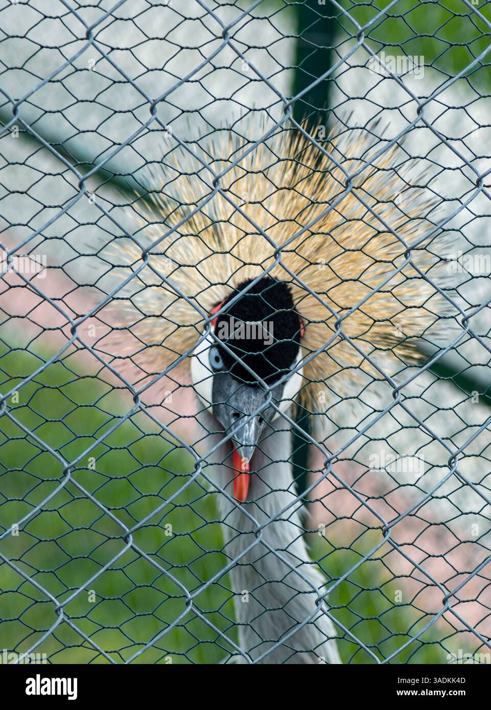 La Gru coronata Captive Grey che guarda oltre il recinto, i suoi intensi occhi riflettono il mondo esterno Foto Stock