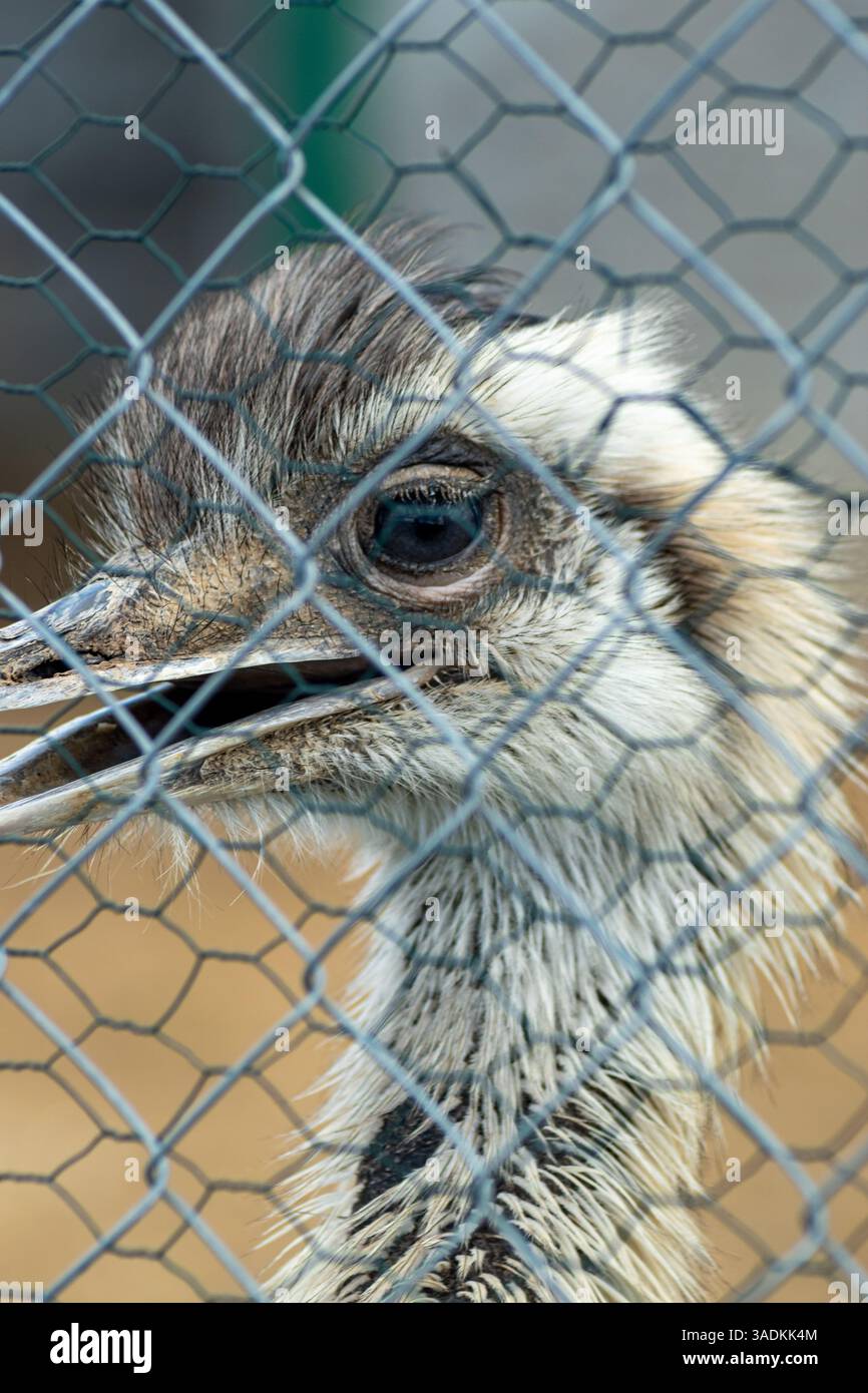 Lo sguardo intenso di una triste uem dietro la rete metallica, che mette in risalto la sua natura selvaggia nonostante la prigionia Foto Stock