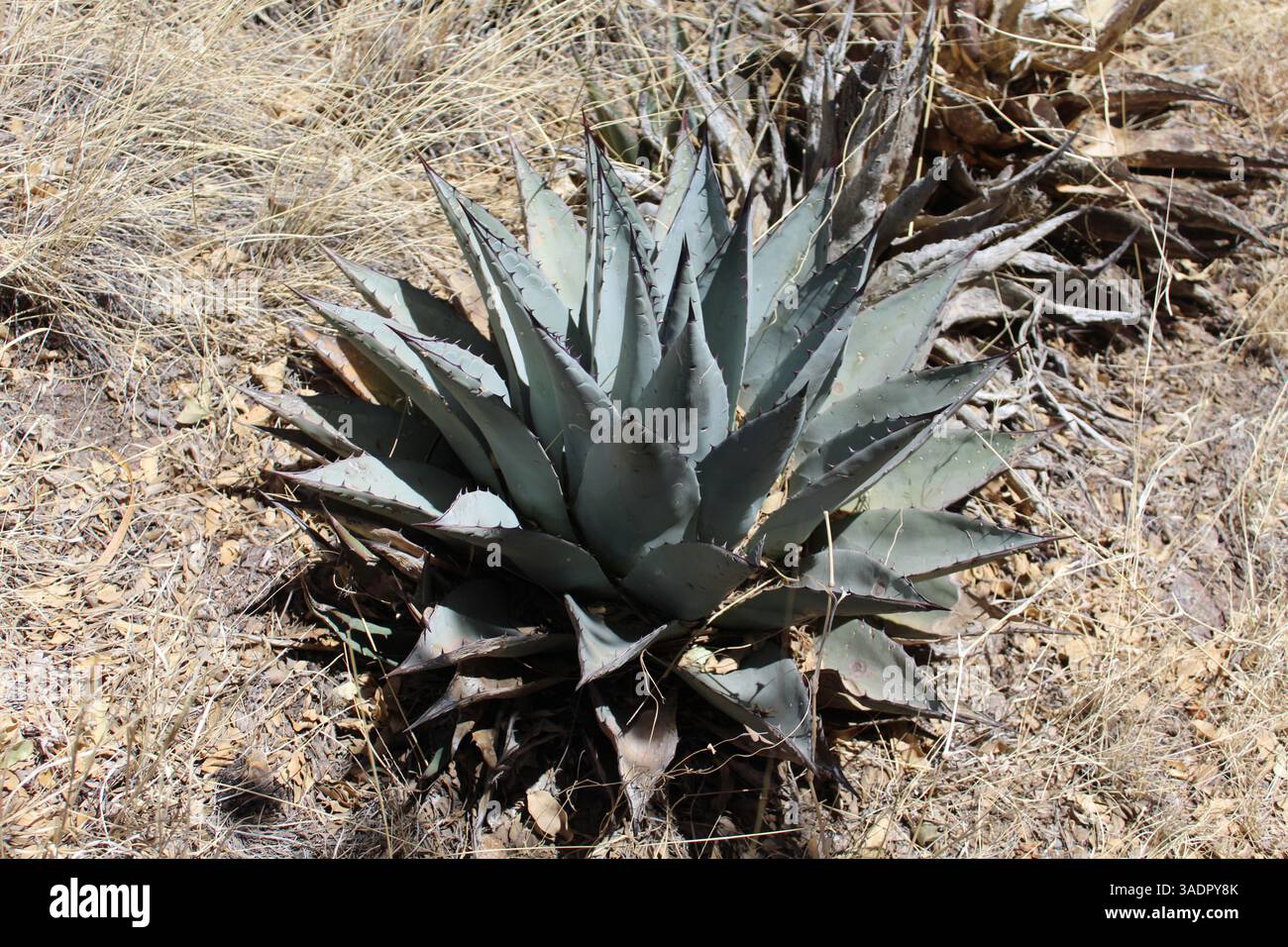Pianta di agave del secolo di Harvard sul Davis Mountains Scenic Loop nel Texas occidentale Foto Stock