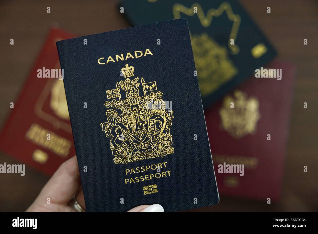 Vancouver, Canada - 18 marzo 2025: Una mano con un passaporto canadese blu scuro, con passaporti internazionali rossi e blu sfocati visibili sul retro Foto Stock