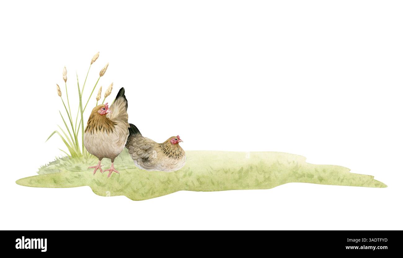 Pollo al pascolo gallina pascolata su prato verde acquerello illustrazione isolata. Clipart di uccelli bruni di fattoria realistico per progetti di coltivazione orizzontale Foto Stock