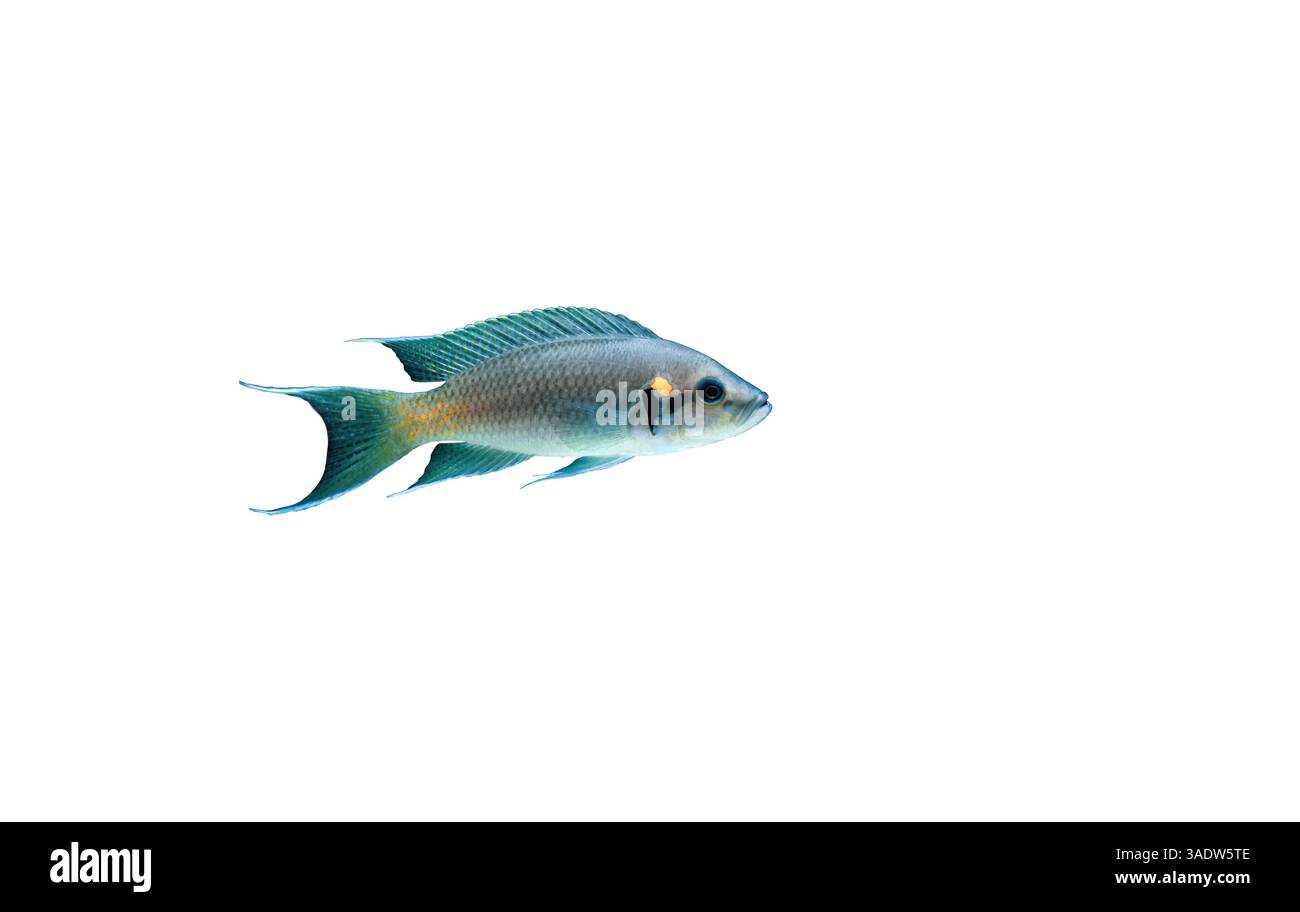 Pesce Neolamprologus brichardi isolato su sfondo bianco, vista laterale. Principessa del Burundi (Lyretail, Fairy Cichlid, Brichard's lamprologus) tagliò i Foto Stock