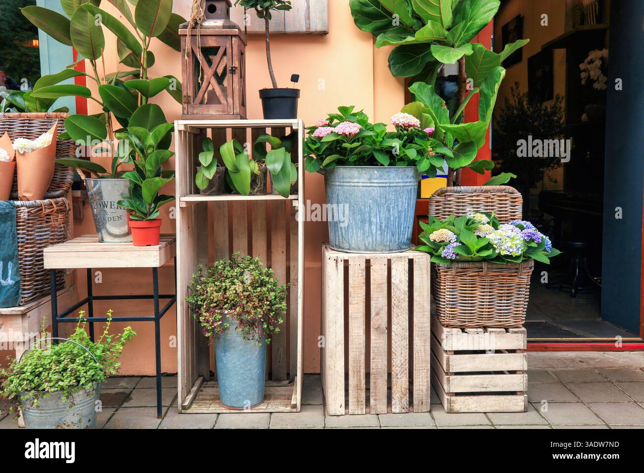 Piante varie in vasi, alberi in secchi di metallo, mazzi di fiori in vendita in negozio di fiori. Esposizione al dettaglio di piante in vaso di varietà sugli scaffali. Ficus ela Foto Stock