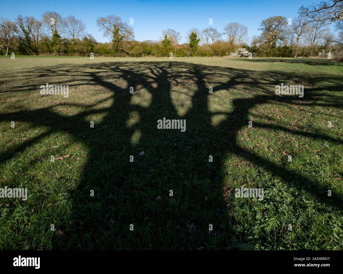 L'ombra di un vecchio albero di quercia viene gettata a terra in un giorno di primavera soleggiato, Worcestershire, Inghilterra. Foto Stock