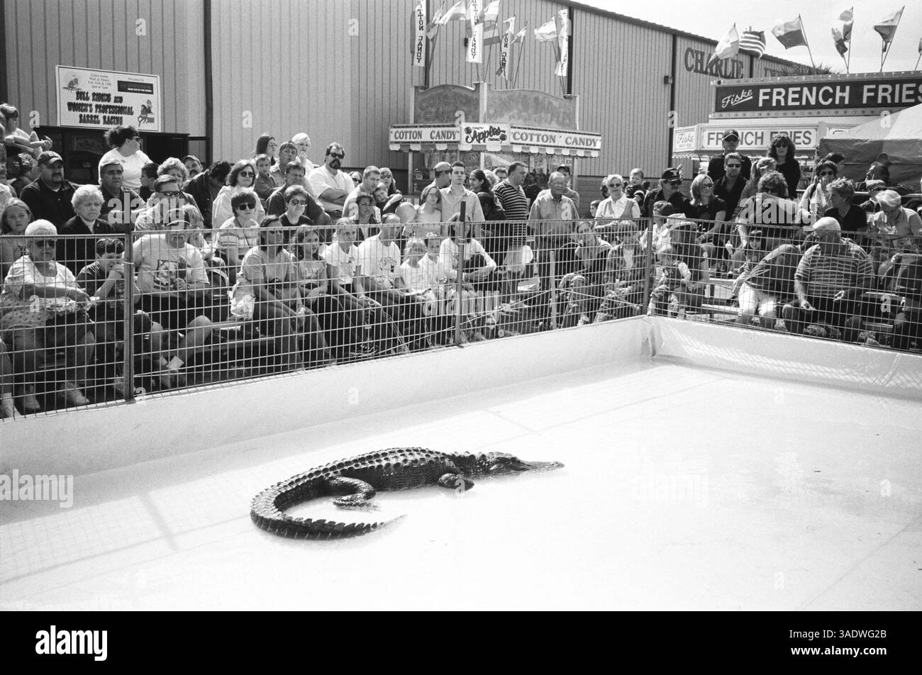 01 gennaio 2004; Tampa, FL, Stati Uniti; l'alligatore in una piscina per bambini attende di essere "combattuto" dall'impavido Kachunga alla Florida State Fair. (Immagine di credito: Arthur Grace/ZUMAPRESS.com) Foto Stock