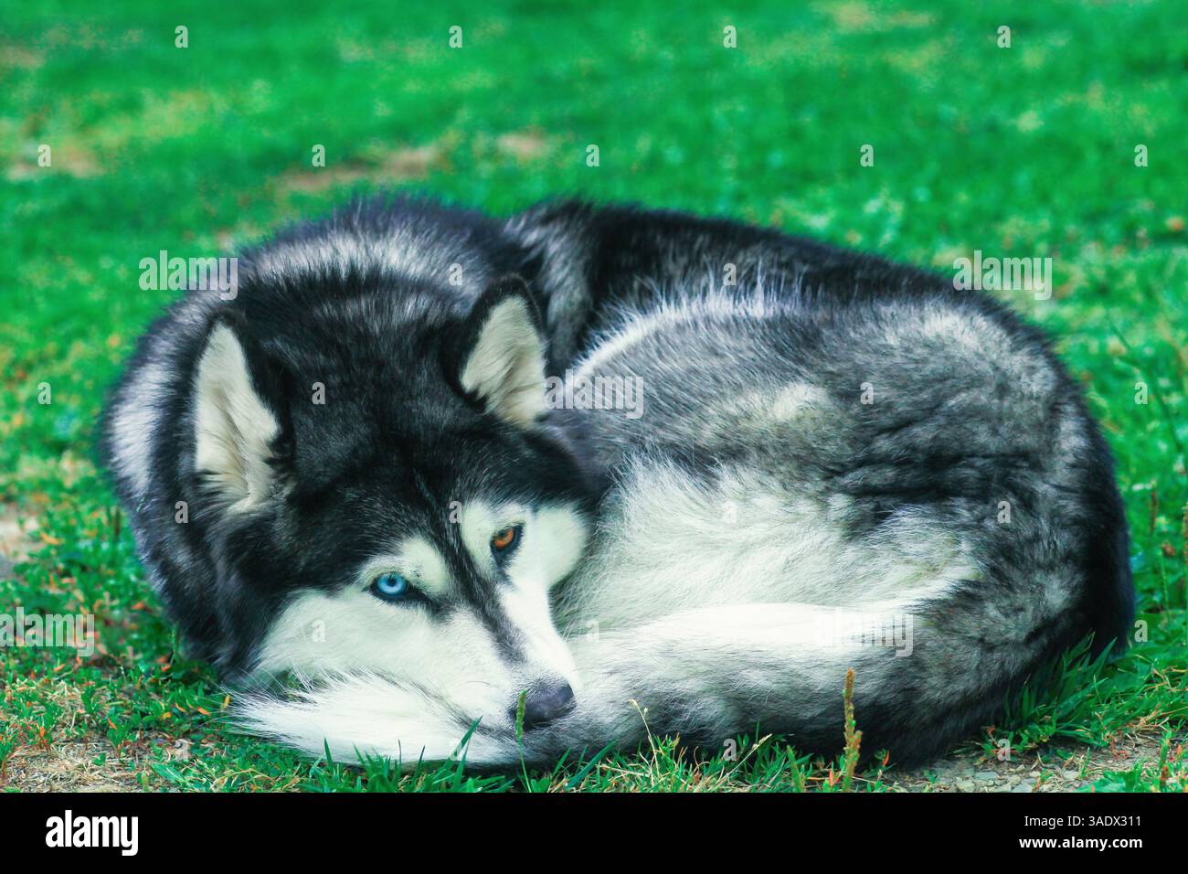 Siberian Husky sdraiato sul cortile. Adorabile giovane animale domestico che riposa e guarda in alto sul cortile. Il cane purosangue si è rannicchiato e si preoccupa di aspettare Foto Stock