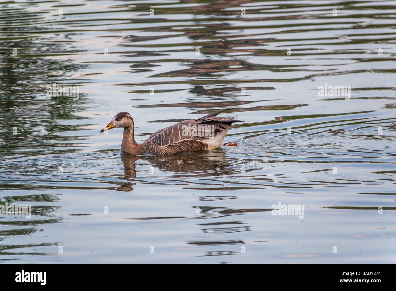 Swan Oca, Anser cygnoides, nuotando in acqua di lago. L'oca di Swan è un'oca grande con una gamma di allevamento naturale nella Mongolia interna, la Cina più settentrionale, A. Foto Stock