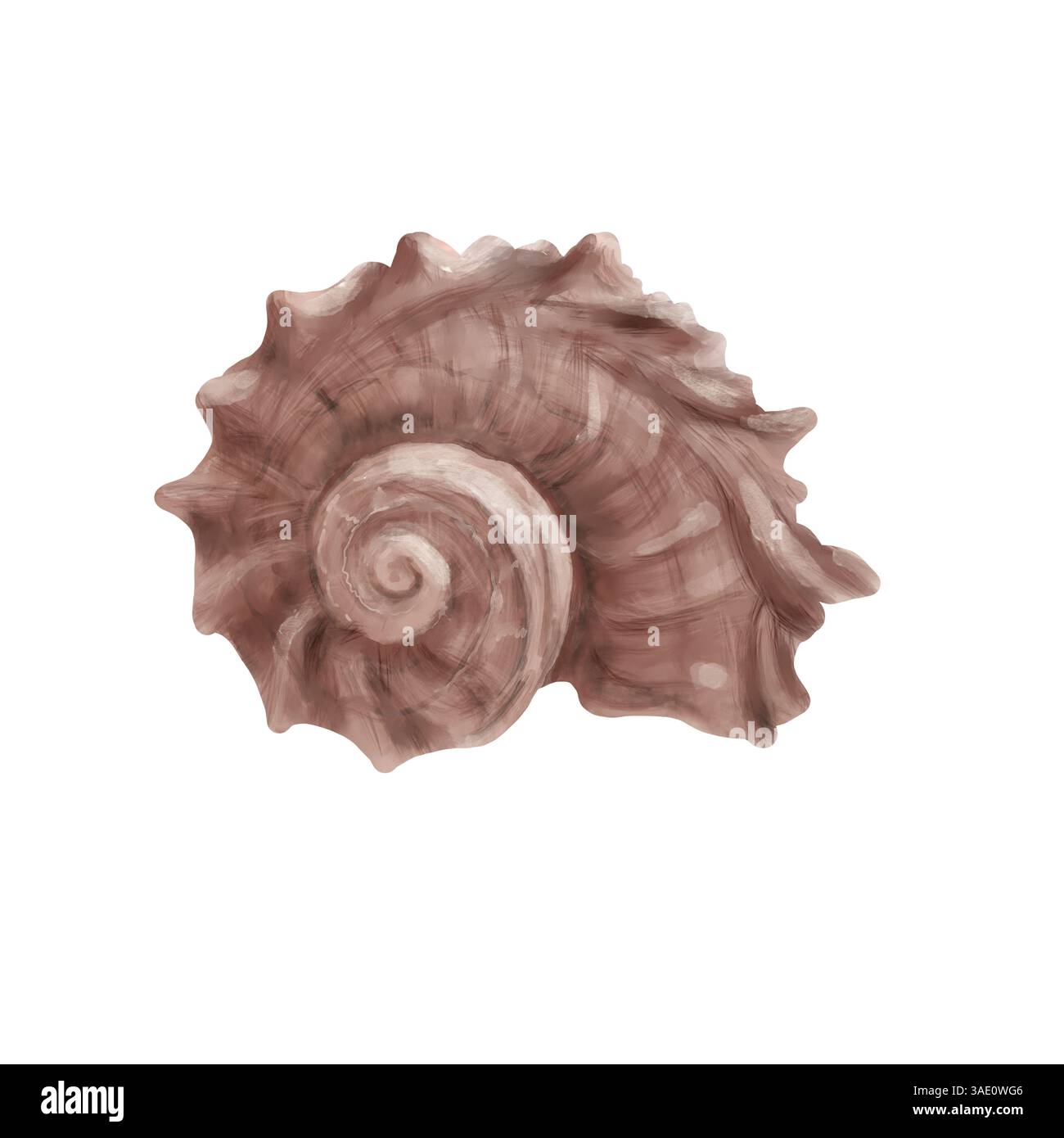 Una vongola subacquea nel guscio di Cypraecassis rufa. Illustrazione acquerello. Rapana oceanica o Angaria, isolata su sfondo bianco. Per Foto Stock