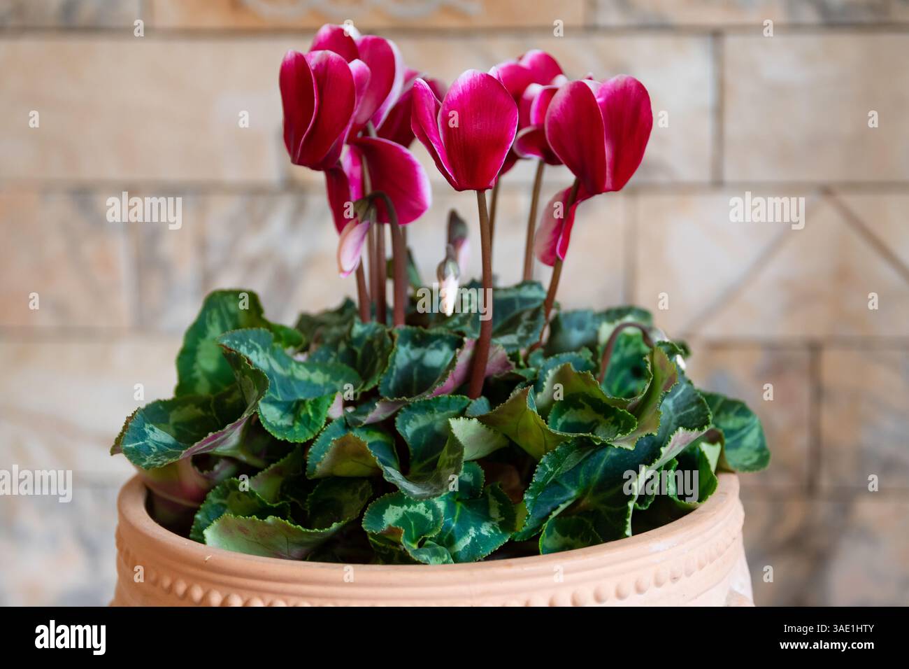 Ciclamino (ciclamino persico) fiori da vicino, rosso rosa Foto Stock