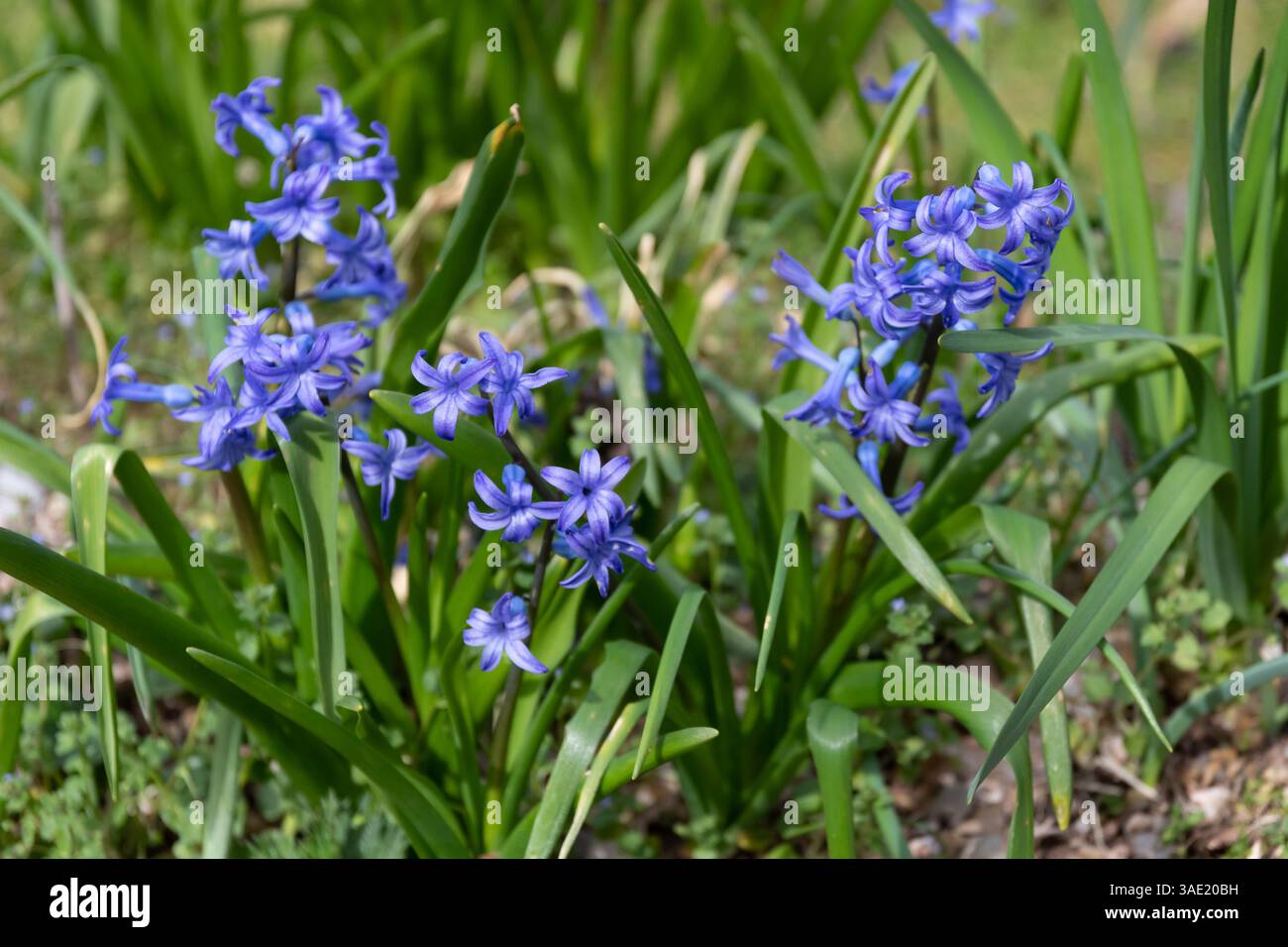 Hyacinthus orientalis (comune, giardino, giacinto olandese) fiori close up con sfondo verde Foto Stock