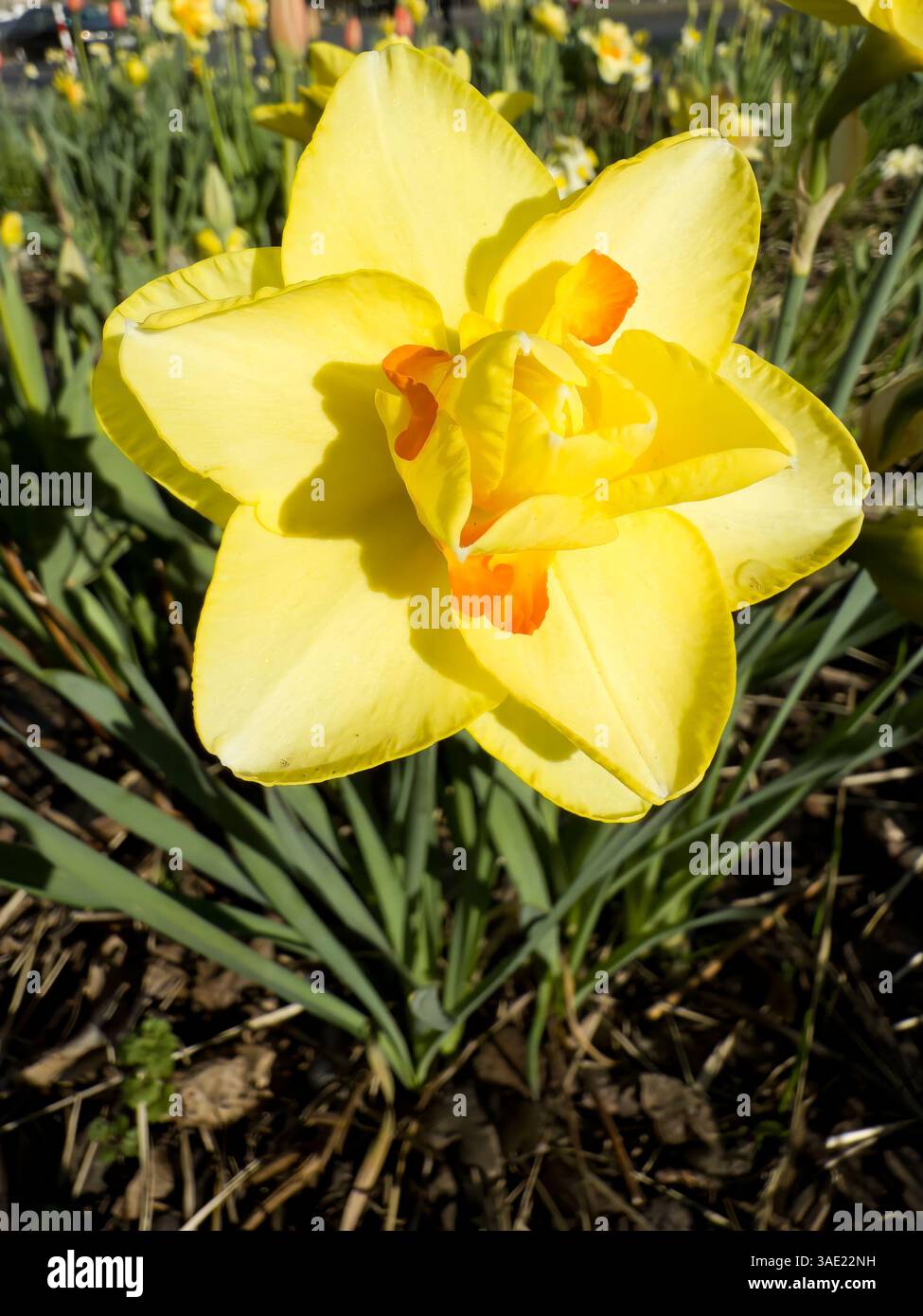 Fiore di narcisi giallo brillante con accenti arancioni in piena fioritura, catturato in primo piano su sfondo verde fogliame. Perfetto per i temi primaverili, - Immagine stock catturata con smartphone