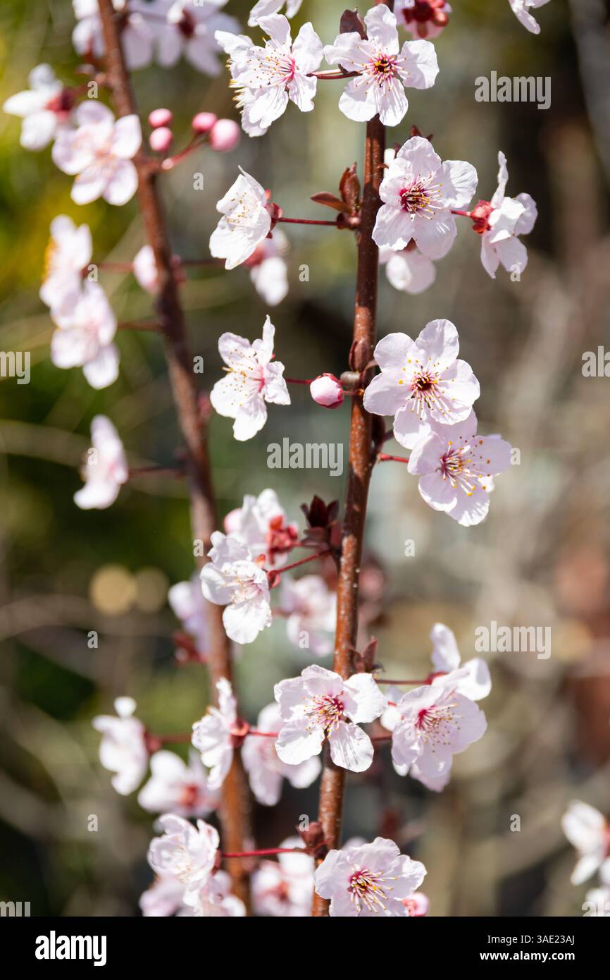La prugna ciliegina (Prunus cerasifera) fiorisce in primavera Foto Stock