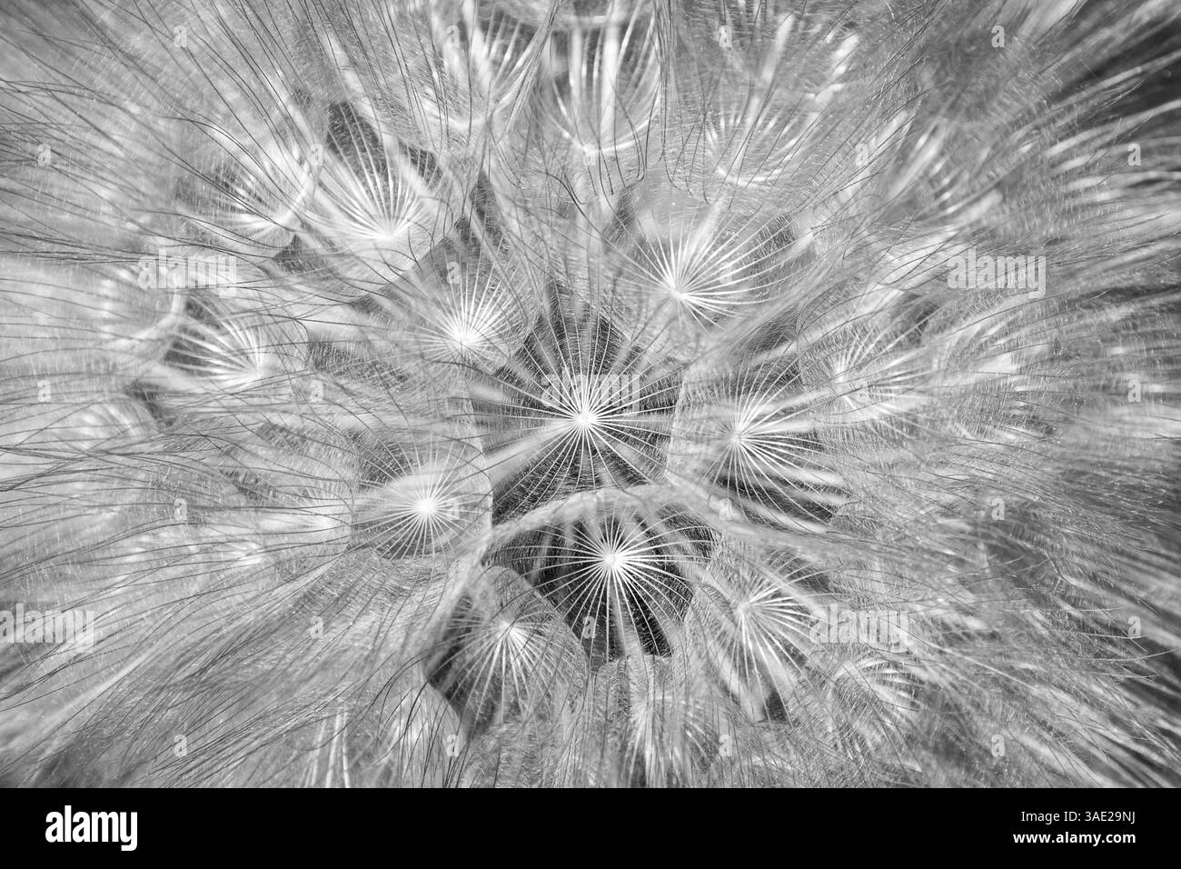 Motivo a primo piano con fiori di dente di leone, bianco e nero Foto Stock