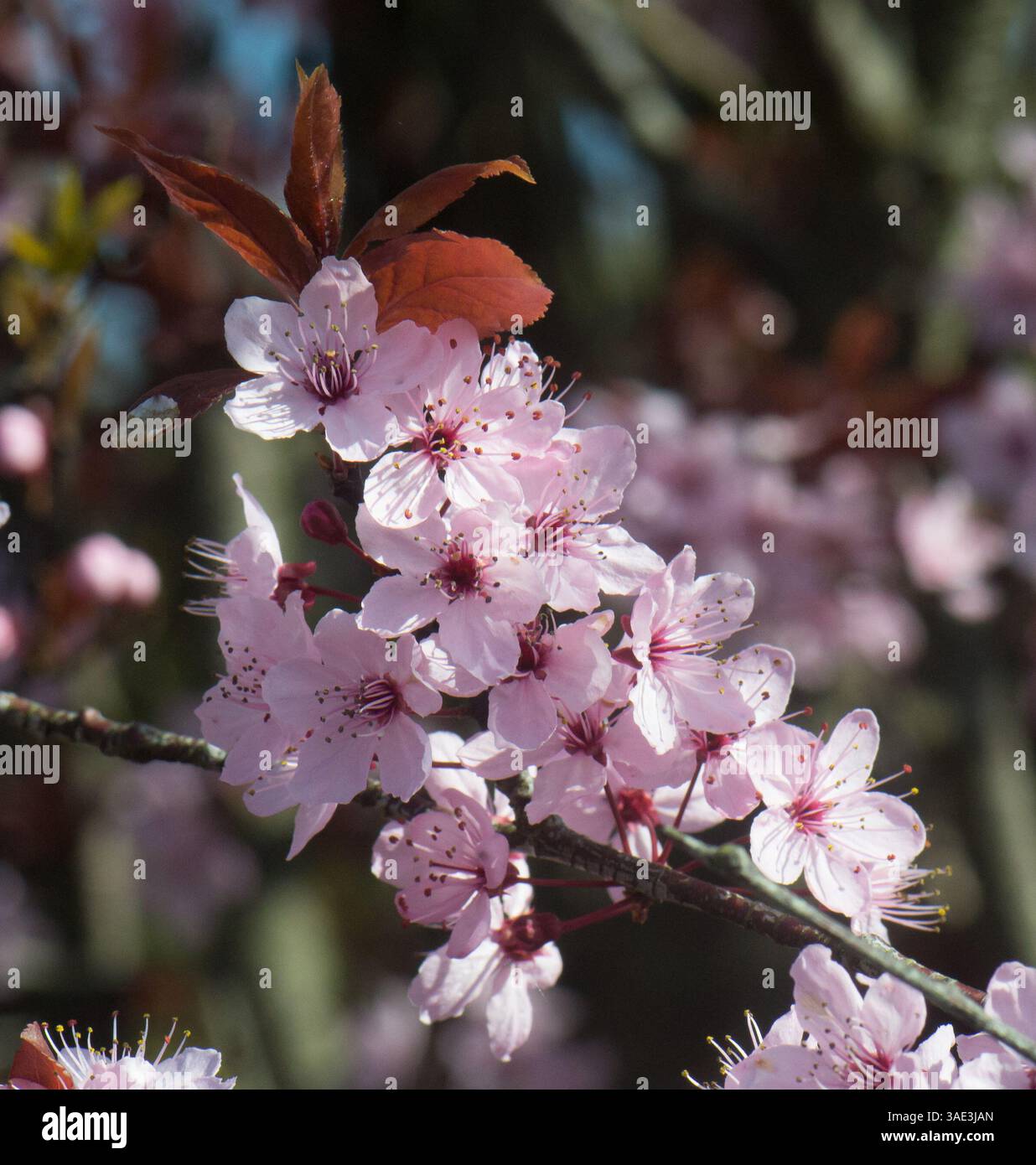 I ciliegi ornamentali fioriscono in un giardino il 24 marzo 2025 a Blackburn, Lancashire, Regno Unito. Foto Stock