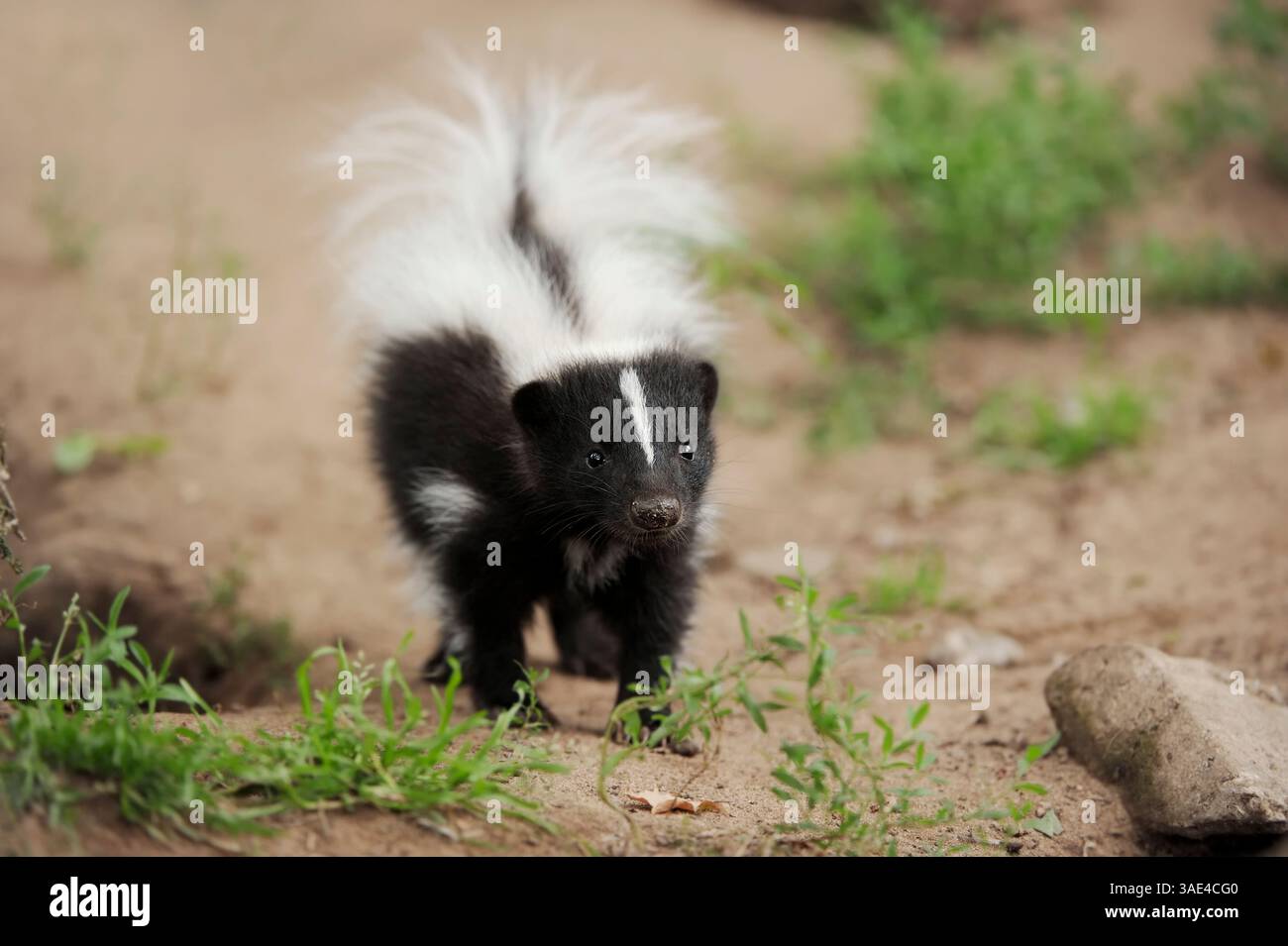 Skunk striato (mefite mefite) | Streifenskunk (mefite mefite), Jungtier Foto Stock