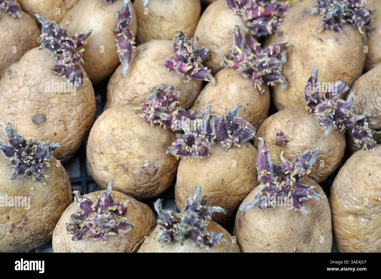 primo piano di piantine di patate germinanti preparate prima della piantagione nell'orto, attenzione selettiva Foto Stock