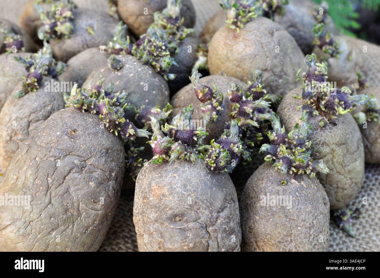 primo piano di piantine di patate germinanti preparate prima della piantagione nell'orto, attenzione selettiva Foto Stock