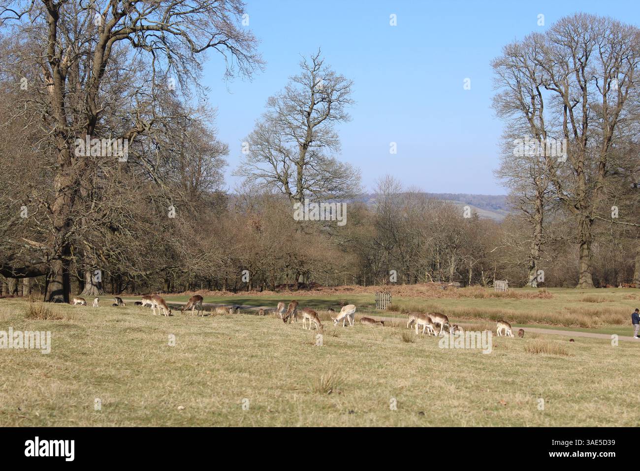 Branco di cervi a Knole Foto Stock