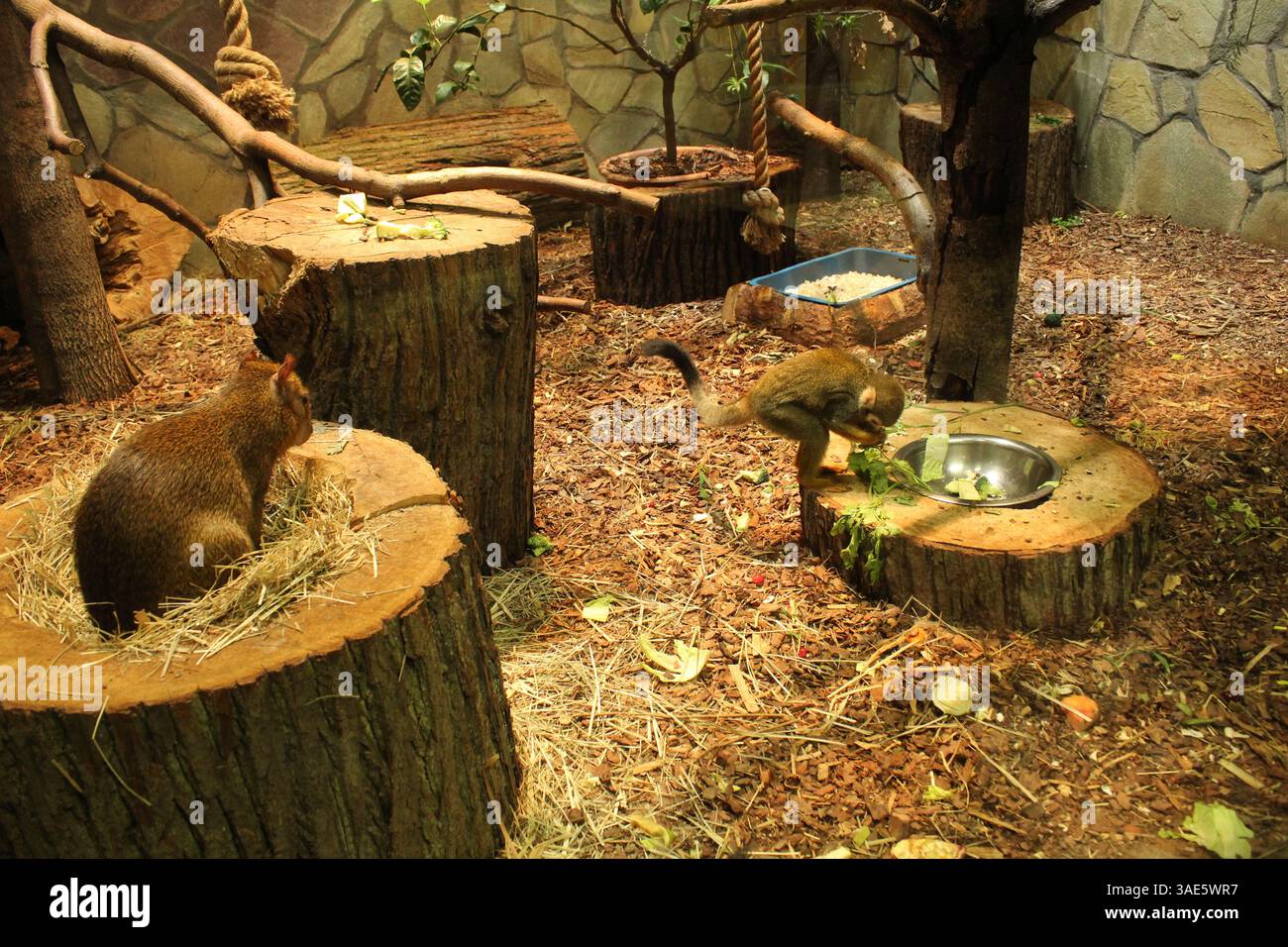 Le piccole scimmie cappuccine mangiano varie verdure da una ciotola. Foto Stock