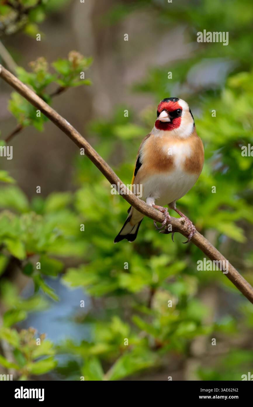 Goldfinch Carduelis x2, barre ali gialle luminose faccia rossa con scossa bianca lati bianchi della testa tappo nero giù nudo dorso e fianchi parte inferiore bianca Foto Stock