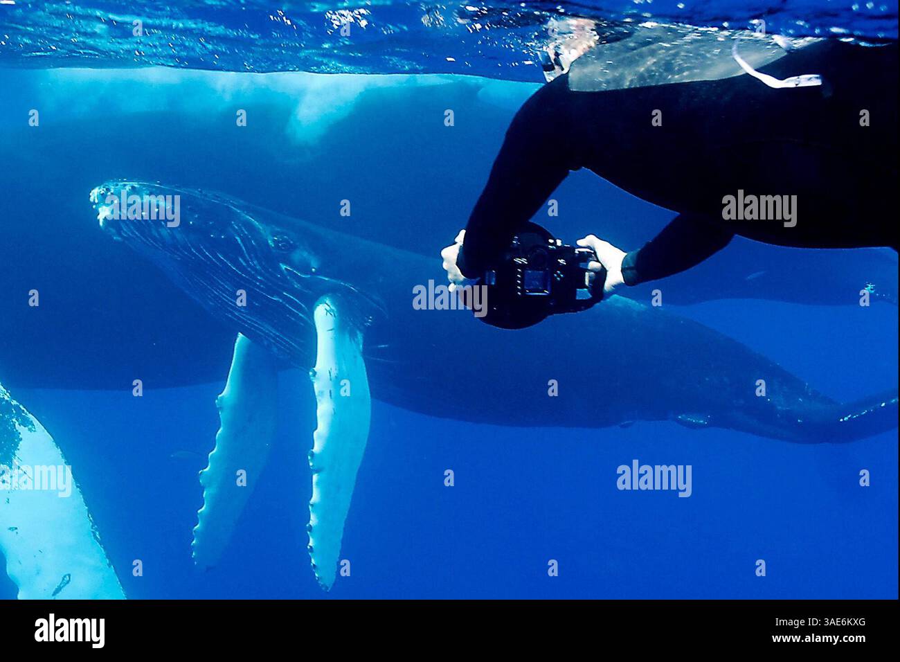 5 apr 2010 - Silver Banks, Silver Banks, Repubblica Dominicana - ogni anno, North Atlantic Humpback Whales (immagine di credito: VW Pics/ZUMAPRESS.com) Foto Stock