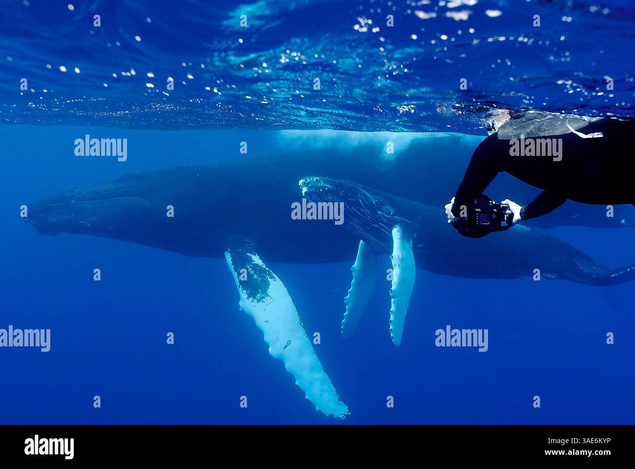 5 apr 2010 - Silver Banks, Silver Banks, Repubblica Dominicana - ogni anno, North Atlantic Humpback Whales (immagine di credito: VW Pics/ZUMAPRESS.com) Foto Stock
