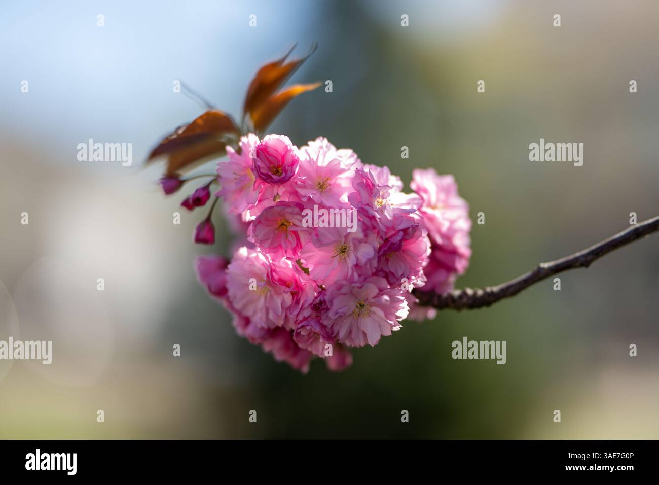 , Deutschland, Rheinland-Pfalz, 06.04.2025, Ein prächtig blühender Zierkirschbaum (Prunus serrulata) mit leuchtend rosa Blüten in städtischer Umgebun Foto Stock