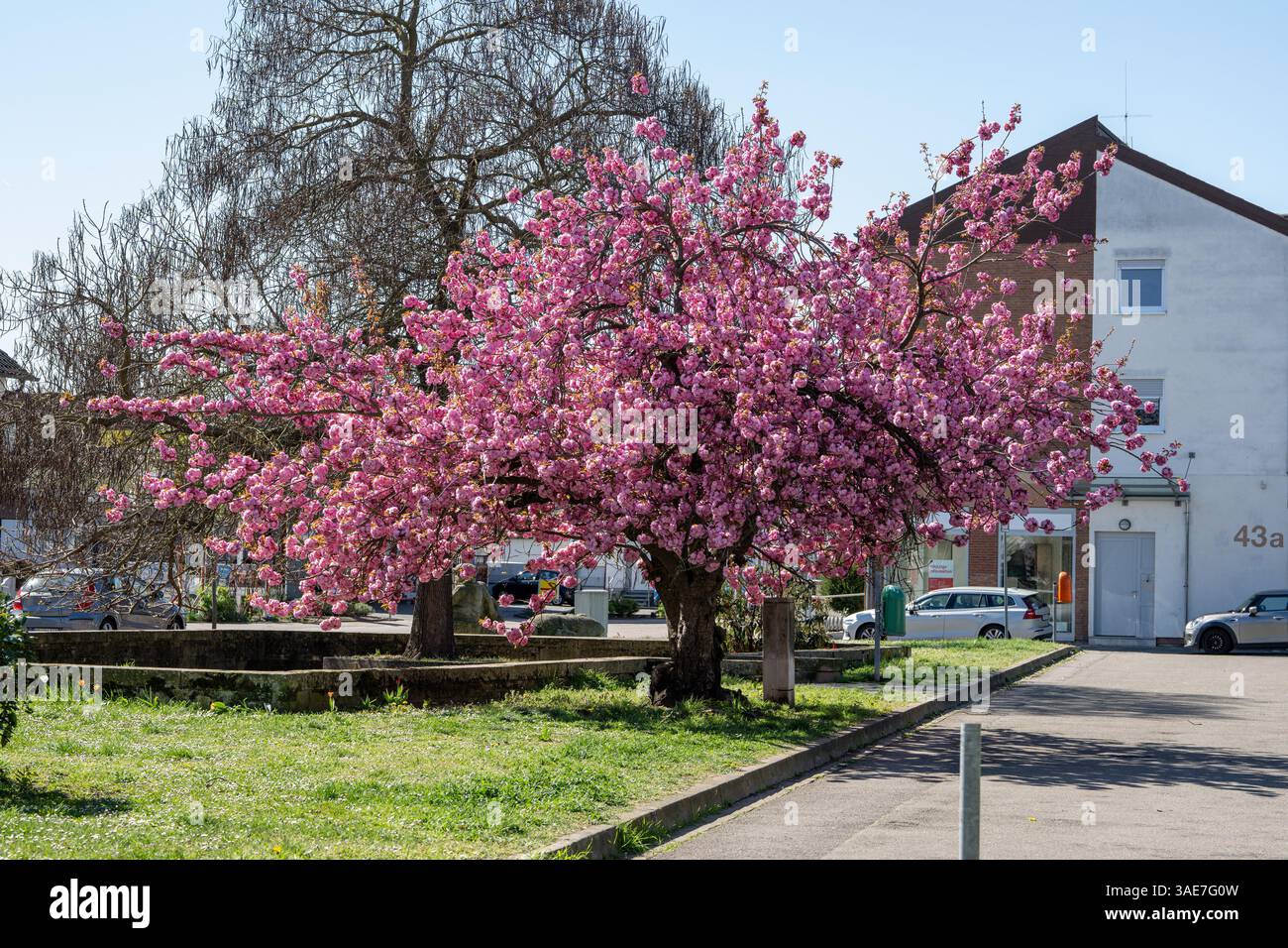 , Deutschland, Rheinland-Pfalz, 06.04.2025, Ein prächtig blühender Zierkirschbaum (Prunus serrulata) mit leuchtend rosa Blüten in städtischer Umgebun Foto Stock
