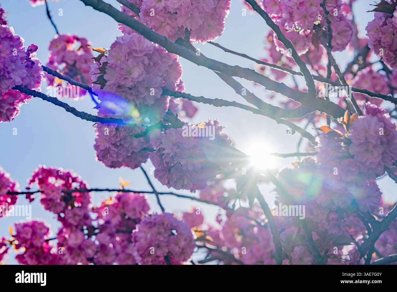 , Deutschland, Rheinland-Pfalz, 06.04.2025, Ein prächtig blühender Zierkirschbaum (Prunus serrulata) mit leuchtend rosa Blüten in städtischer Umgebun Foto Stock