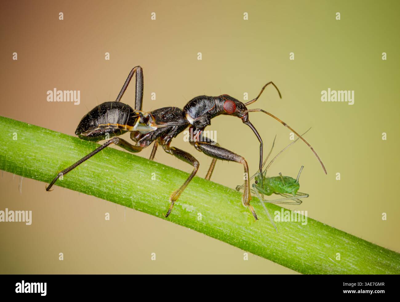 La larva di un insetto di formica succhia gli afidi, gli insetti di formica succhiano gli afidi Foto Stock