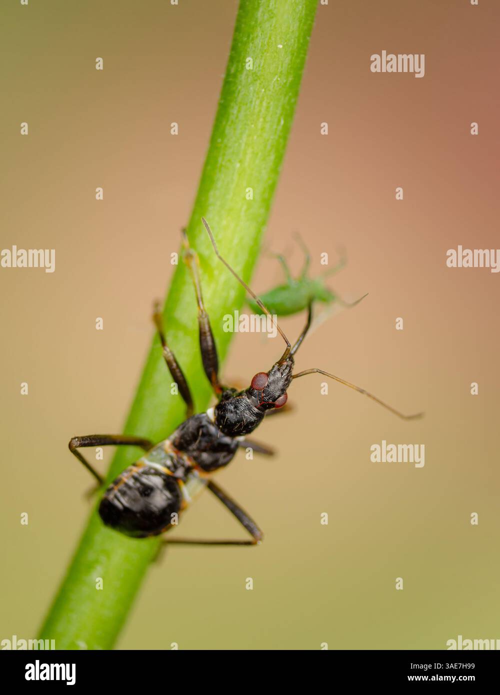 La larva di un insetto di formica succhia gli afidi, gli insetti di formica succhiano gli afidi Foto Stock