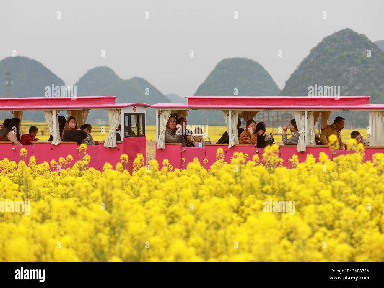 Pechino, città di Anshun, nella provincia di Guizhou nella Cina sud-occidentale. 6 aprile 2025. La gente prende un treno turistico attraverso i campi di fiori di cole nel villaggio di Pingyuan, nella città di Anshun, nella provincia di Guizhou, nella Cina sud-occidentale, 6 aprile 2025. Il festival di Qingming, o giornata delle tombe, cade il 4 aprile di quest'anno. Si tratta di un tradizionale festival cinese per rendere omaggio ai morti e adorare i loro antenati. La vacanza offre anche una breve pausa per i cittadini cinesi che si impegnano in attività all'aperto e visite turistiche. Crediti: Yuan Fuhong/Xinhua/Alamy Live News Foto Stock